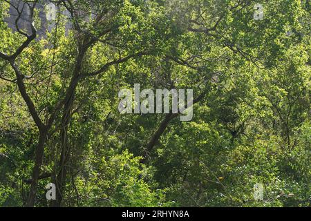 Alberi, scimmie ragni, dondolanti, foresta, giungla, canyon del sumidero a chiapas, messico Foto Stock