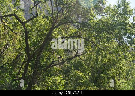 Alberi, giungla, scimmie ragno, verde, sole, luce, canyon del sumidero a chiapas, messico Foto Stock