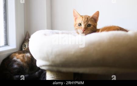 PRODUZIONE - 19 agosto 2023, bassa Sassonia, Hannover: I piccoli gatti raccolti come selvaggi e trascurati sedono in una sala di quarantena a Katzenhilfe Hannover e.V.. La sofferenza dei gatti di strada è diventata uno dei più grandi problemi di benessere degli animali inosservati degli ultimi anni. Ciò è dichiarato dall'attuale rapporto sulla protezione dei gatti dell'Associazione tedesca per il benessere degli animali. Secondo il rapporto, quasi tutti i circa due milioni di randagi in Germania sono malnutriti e malati. Bassa Sassonia l'associazione nazionale per la protezione degli animali assume almeno 200.000 gatti senza cure umane - tendenza in aumento. (da a. Foto Stock