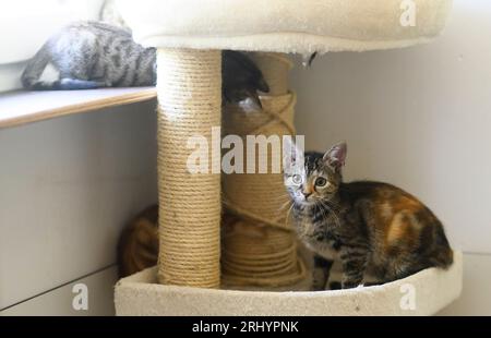 PRODUZIONE - 19 agosto 2023, bassa Sassonia, Hannover: I piccoli gatti raccolti come selvaggi e trascurati sedono in una sala di quarantena a Katzenhilfe Hannover e.V.. La sofferenza dei gatti di strada è diventata uno dei più grandi problemi di benessere degli animali inosservati degli ultimi anni. Ciò è dichiarato dall'attuale rapporto sulla protezione dei gatti dell'Associazione tedesca per il benessere degli animali. Secondo il rapporto, quasi tutti i circa due milioni di randagi in Germania sono malnutriti e malati. Bassa Sassonia l'associazione nazionale per la protezione degli animali assume almeno 200.000 gatti senza cure umane - tendenza in aumento. (da a. Foto Stock