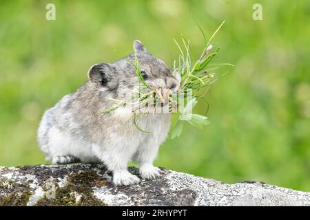 Pika collared (Rock Cony) Gathering Plants, Alaska Foto Stock
