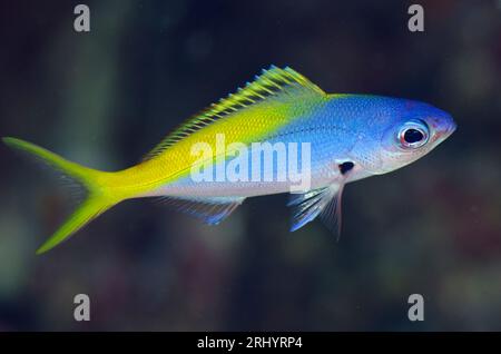 Blue and Yellow Fusilier, Caesio Teres, Neptune's fan dive site, Wayil Island, Misool, Raja Ampat, West Papua, Indonesia Foto Stock
