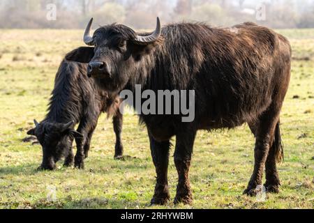 Due giovani bufali d'acqua dei carpazi nel campo erboso Foto Stock