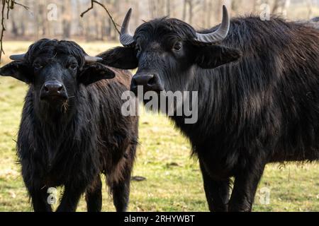 Due giovani bufali d'acqua dei carpazi nel campo erboso Foto Stock