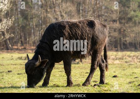 Bufalo d'acqua dei Carpazi nel campo erboso in primavera Foto Stock