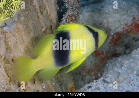 Soapfish a doppia banda, Diploprion bifasciatum, Cendana Jetty Diving Site, Waigeo Island, Aljui Bay, Raja Ampat, West Papua, Indonesia Foto Stock