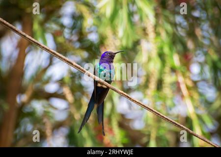 branca di atterraggio con ronzio Foto Stock