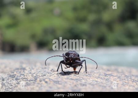 scarabeo Derobrachus geminatus (scarabeo di palo verde) sulle rocce Foto Stock