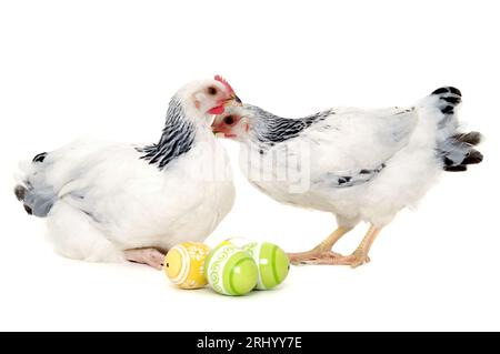 Polli con le uova di pasqua. Isolato su uno sfondo bianco. Foto Stock