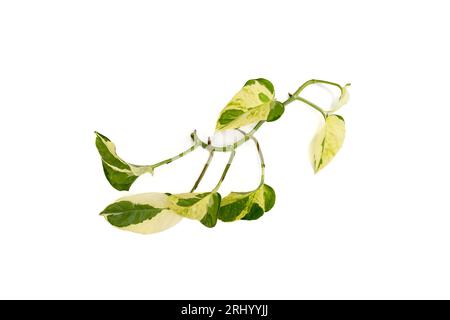 Epipremnum aureum pothos diramazione su sfondo bianco isolato Foto Stock