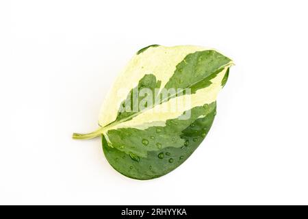 Esotica foglia di vaso "Epipremnum Aureum N'Joy" su sfondo bianco isolato Foto Stock