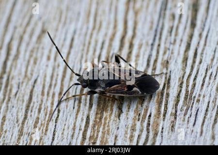 Primo piano su un insetto di terra grande, allungato e a gambe lunghe , Rhyparochromus vulgaris seduto sul legno Foto Stock