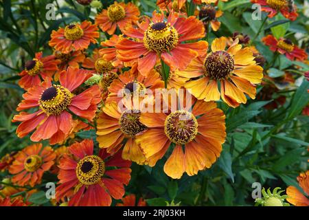Primo piano sui brillanti fiori arancioni e rossi dell'erba starnuto, Helenium autumnale in giardino Foto Stock