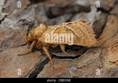 Primo piano sulla falena europea di gufi arancio, Triodia sylvina, seduto sul legno Foto Stock