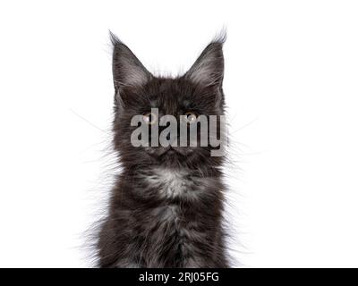 Foto della testa di un gattino fumoso nero, in piedi lateralmente con zampe anteriori su un piccolo sgabello in legno. Guardando dritto verso la fotocamera. Isolato o Foto Stock