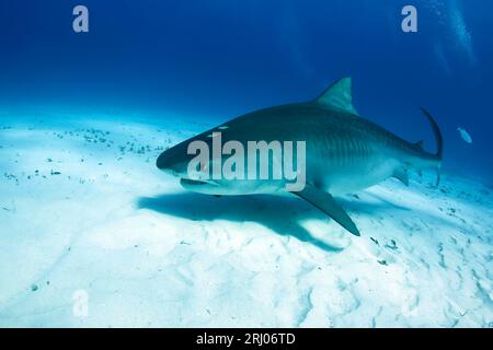 Big, incinta Tiger Shark Swimming over Sand Bottom. Tiger Beach, Bahamas Foto Stock