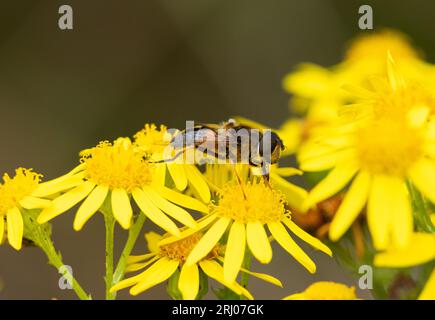 Il Drone-fly è un innocuo membro comune della famiglia hoverfly. Sono le imitazioni delle api da miele maschili e sono importanti impollinatori delle piante da fiore. Foto Stock