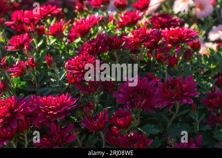 Fiori di crisantemi rossi freschi e luminosi nel giardino autunnale all'aperto nelle giornate di sole. Sfondo fiore per biglietti di auguri, sfondo, banner, intestazione Foto Stock