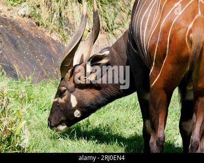 Primo piano del Bongo (Tragelaphus eurycerus) che mangia erba e visto dal profilo Foto Stock