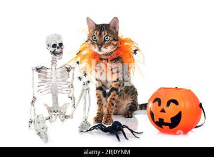Gatto bengala davanti a uno sfondo bianco Foto Stock