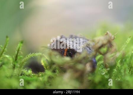 Lo skink di coccodrillo a riposo Tribolonotus gracilis Foto Stock