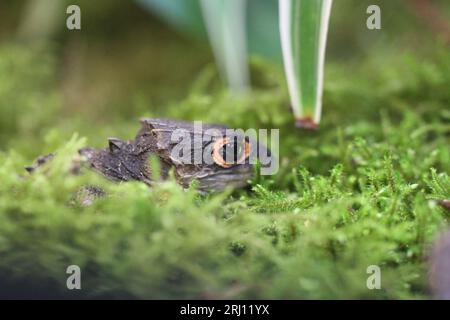 Lo skink di coccodrillo a riposo Tribolonotus gracilis Foto Stock