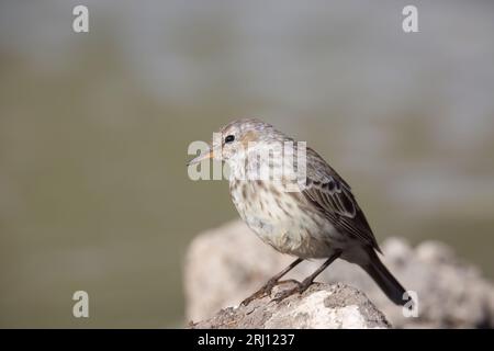 Il pipit d'acqua (Anthus spinoletta) un piccolo uccello passerino che si riproduce in montagna. Foto Stock