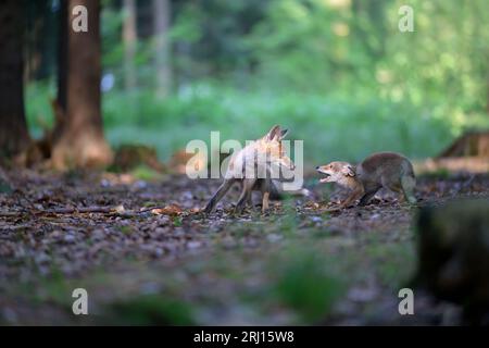 La volpe osserva ciò che sta accadendo nella foresta. Foto Stock