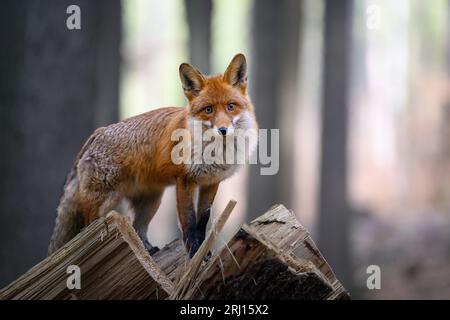 La volpe osserva ciò che sta accadendo nella foresta. Foto Stock