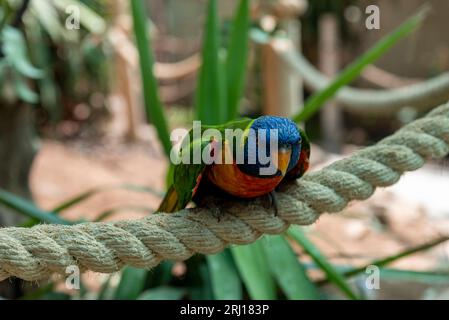 Pappagallo luminoso e carino seduto su una corda sullo sfondo di una parete bianca di legno. Luce diurna. Concetto di cura, educazione e allevamento degli animali domestici Foto Stock