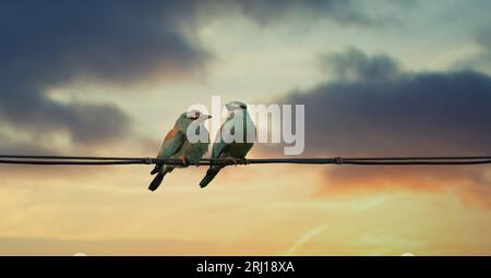 Coracias garrulus seduto sui cavi al tramonto, la foto migliore Foto Stock