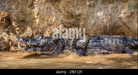 Cayman (Caiman crocodylus yacare) vs Anaconda (Eunectes murinus). Cayman ha preso un anaconda. Anaconda strangola il caimano. Brasile. Pantanal. Foto Stock