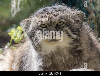 Il gatto di Pallade (Otocolobus manul), noto anche come il manul, è un piccolo gatto selvatico con lunga e densa pelliccia grigio chiaro e orecchie arrotondate poste in basso sul lato Foto Stock