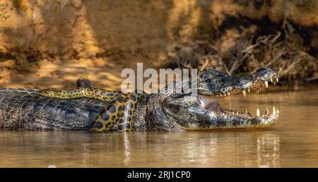 Cayman (Caiman crocodylus yacare) vs Anaconda (Eunectes murinus). Cayman ha preso un anaconda. Anaconda strangola il caimano. Brasile. Pantanal. Foto Stock