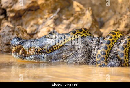 Cayman (Caiman crocodylus yacare) vs Anaconda (Eunectes murinus). Cayman ha preso un anaconda. Anaconda strangola il caimano. Brasile. Pantanal. Foto Stock