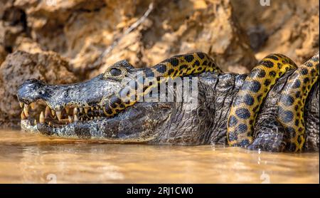 Cayman (Caiman crocodylus yacare) vs Anaconda (Eunectes murinus). Cayman ha preso un anaconda. Anaconda strangola il caimano. Brasile. Pantanal. Foto Stock