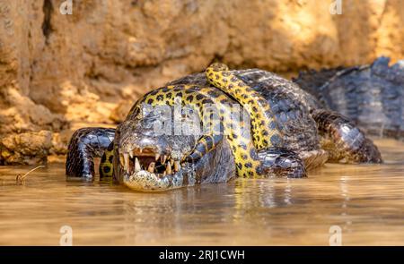 Cayman (Caiman crocodylus yacare) vs Anaconda (Eunectes murinus). Cayman ha preso un anaconda. Anaconda strangola il caimano. Brasile. Pantanal. Foto Stock