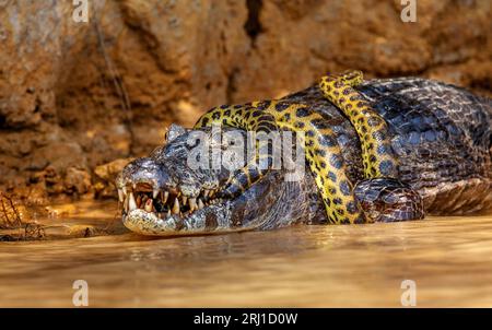 Cayman (Caiman crocodylus yacare) vs Anaconda (Eunectes murinus). Cayman ha preso un anaconda. Anaconda strangola il caimano. Brasile. Pantanal. Foto Stock