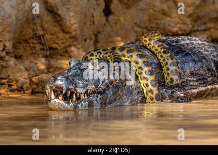 Cayman (Caiman crocodylus yacare) vs Anaconda (Eunectes murinus). Cayman ha preso un anaconda. Anaconda strangola il caimano. Brasile. Pantanal. Foto Stock