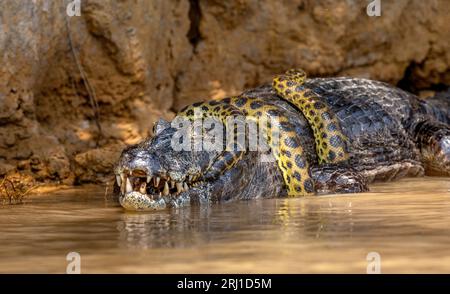 Cayman (Caiman crocodylus yacare) vs Anaconda (Eunectes murinus). Cayman ha preso un anaconda. Anaconda strangola il caimano. Brasile. Pantanal. Foto Stock