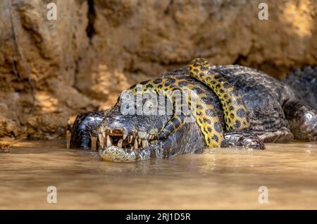 Cayman (Caiman crocodylus yacare) vs Anaconda (Eunectes murinus). Cayman ha preso un anaconda. Anaconda strangola il caimano. Brasile. Pantanal. Foto Stock