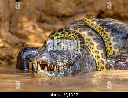 Cayman (Caiman crocodylus yacare) vs Anaconda (Eunectes murinus). Cayman ha preso un anaconda. Anaconda strangola il caimano. Brasile. Pantanal. Foto Stock