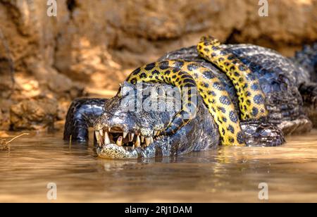 Cayman (Caiman crocodylus yacare) vs Anaconda (Eunectes murinus). Cayman ha preso un anaconda. Anaconda strangola il caimano. Brasile. Pantanal. Foto Stock