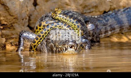 Cayman (Caiman crocodylus yacare) vs Anaconda (Eunectes murinus). Cayman ha preso un anaconda. Anaconda strangola il caimano. Brasile. Pantanal. Foto Stock