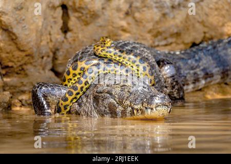 Cayman (Caiman crocodylus yacare) vs Anaconda (Eunectes murinus). Cayman ha preso un anaconda. Anaconda strangola il caimano. Brasile. Pantanal. Foto Stock