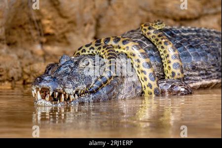 Cayman (Caiman crocodylus yacare) vs Anaconda (Eunectes murinus). Cayman ha preso un anaconda. Anaconda strangola il caimano. Brasile. Pantanal. Foto Stock