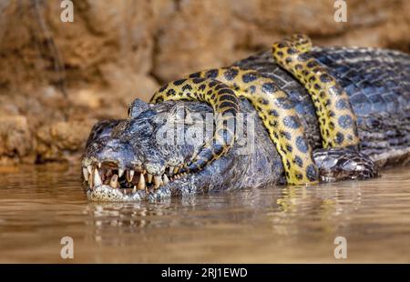 Cayman (Caiman crocodylus yacare) vs Anaconda (Eunectes murinus). Cayman ha preso un anaconda. Anaconda strangola il caimano. Brasile. Pantanal. Foto Stock