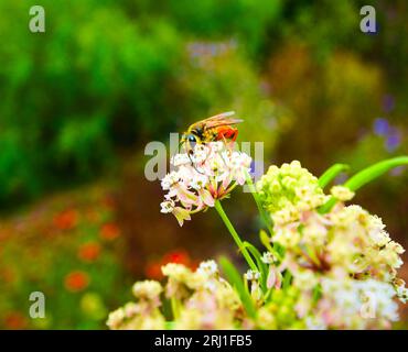 Una Great Golden Digger Wasp dai colori vivaci sorseggia sul nettare di una fioritura di fine estate di una stretta fioritura di foglie di Milkweed. Nome scientifico- Sphex ichneumoneus, FAMIGLIA- Sphecidae (vespe a vita filata), ORDINE - imenotteri (insieme a formiche e api) Foto Stock