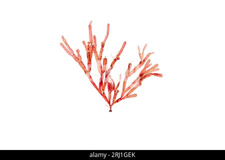 Lomentaria articulata ramo di alghe rosse isolato su bianco. Alghe rodophyta con fronde cilindrica articolata. Foto Stock