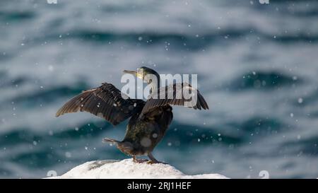 Shag europeo, shag comune (Phalacrocorax aristotelis) nella neve a Hornøya, Norvegia Foto Stock